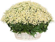 Цветочная композиция из Ромашки в корзине #REPLACE_PRED# Шимске